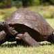 Illustration for article titled Animals That Doubled Their Expected Lifespan